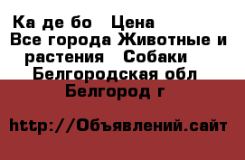 Ка де бо › Цена ­ 25 000 - Все города Животные и растения » Собаки   . Белгородская обл.,Белгород г.